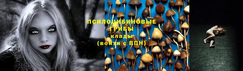 площадка как зайти  Заринск  Псилоцибиновые грибы Psilocybine cubensis 